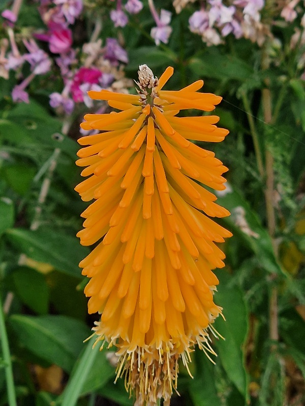 Picture of a flower